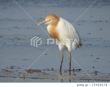 仙台平野の田植え前の水田でたたずんでいたアマサギ 77459574