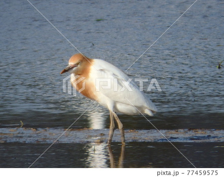 アマサギが歩く代掻きが終わった仙台平野の水田 77459575