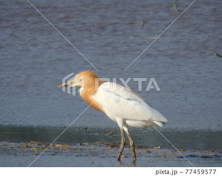 エサを物色中のアマサギがいた仙台平野の田んぼ 77459577