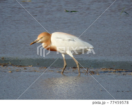エサに狙いを定めたアマサギがいた仙台平野の田んぼ 77459578