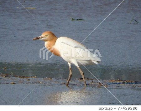 まっすぐに歩くアマサギのいる仙台平野の水田 77459580