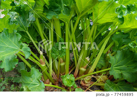 畑のルバーブ 畑のルバーブ 77459895