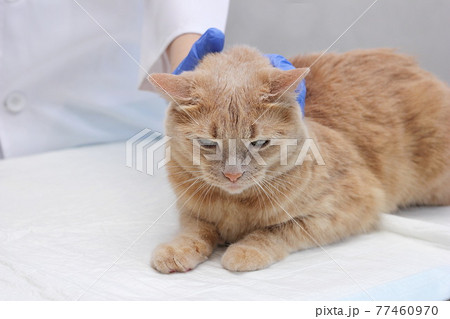 Red cat at the reception at the vet. Red cat at the reception at the vet. 77460970