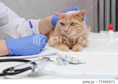 At the vet's. A red cat is being examined by a veterinarian. treatment for pets. 77460971