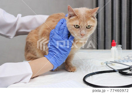 At the vet's. A red cat is being examined by a veterinarian. treatment for pets. 77460972