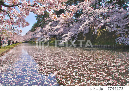 弘前城外堀 サクラ 花筏 青森県弘前市の写真素材