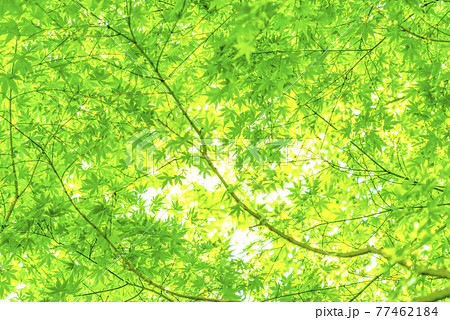 新緑のイメージカット　神奈川県宮ケ瀬ダム湖 77462184