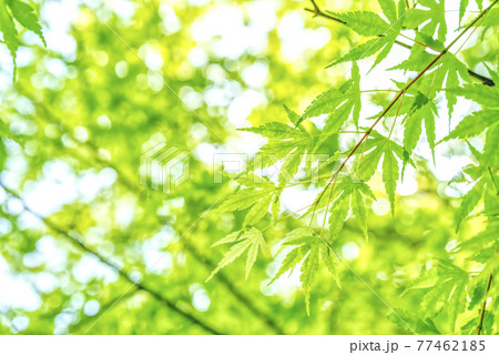 新緑のイメージカット　神奈川県宮ケ瀬ダム湖 77462185