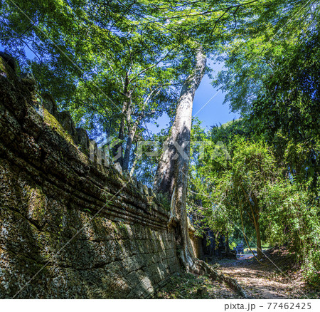 Picture of jungle trees overgrowing the ruins of Angkor Wat in Cambodia in summer 77462425