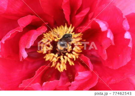 赤色のボタンの花の蜜を求めて飛んできたミツバチ 赤色のボタンの花の蜜を求めて飛んできたミツバチ 77462543