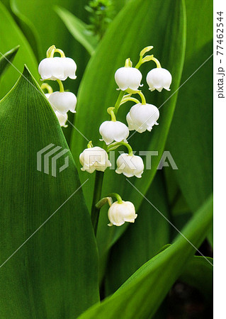 白いベル型の花がかわいいスズランの花の写真素材