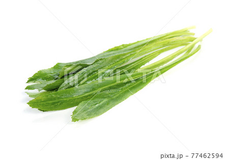 Culantro or Sawtooth Coriander isolated on white background 77462594