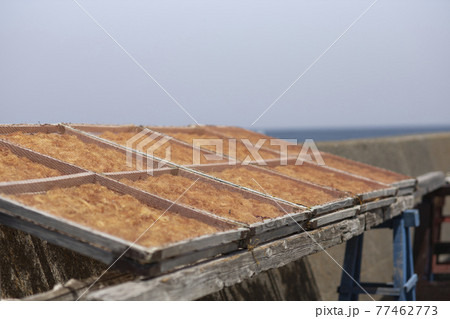 テングサの乾燥 77462773