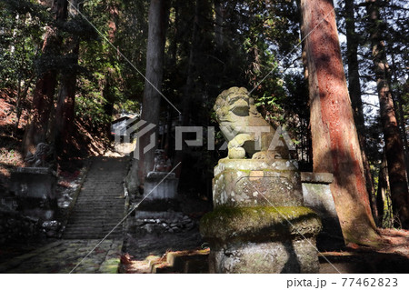 ロマンチック茨城（数体の狛犬、玉石を持った狛犬が神社参道を守る。常陸大宮市高部の諏訪神社。） 77462823