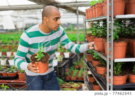 Gardener working with seedlings in greenhouse Gardener working with seedlings in greenhouse 77462845