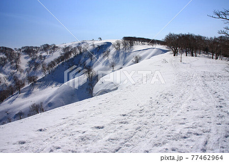 早春の長尾山 早春の長尾山 77462964