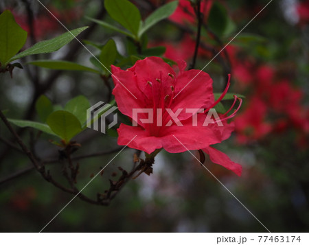 ヤマツツジ 77463174