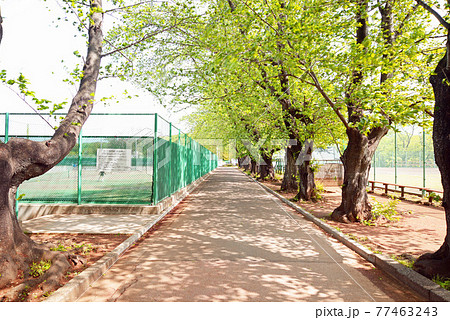 新緑の、千葉県鎌ケ谷市、市制記念公園 77463243