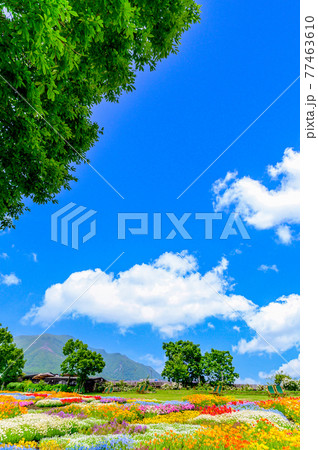 香る花の村　最高に美しい晴天空を背景に春彩畑　日本・九州・大分県竹田市 77463610