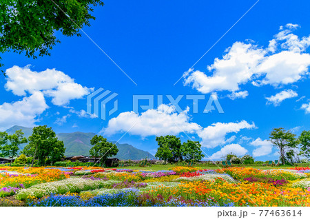 香る花の村 最高に美しい晴天空を背景に春彩畑 日本・九州・大分県竹田市 香る花の村 最高に美しい晴天空を背景に春彩畑 日本・九州・大分県竹田市 77463614