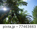 青空とヤシの木 77463663