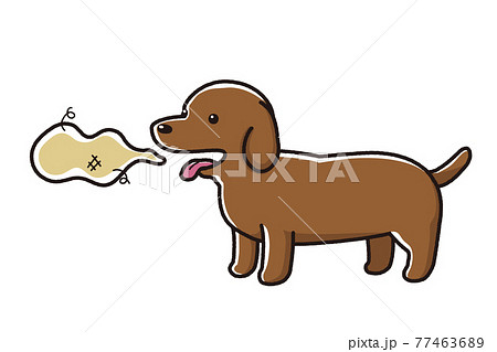 犬の口臭　ダックスフンド 77463689