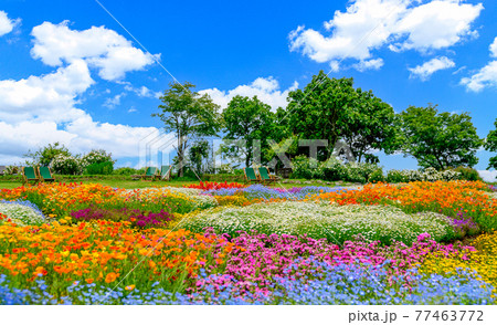 香る花の村　最高に美しい晴天空を背景に春彩畑　日本・九州・大分県竹田市 77463772