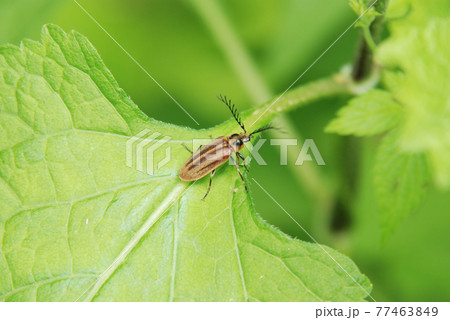 ヒゲナガハナノミ ヒゲナガハナノミ 77463849