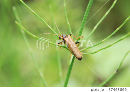 ジョウカイボン 77463866