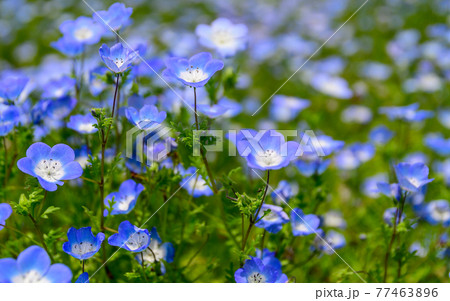 ネモフィラの花 最高に美しい晴天空・くじゅう連山を背景にネモフィラ風景 日本・九州・大分県竹田市 ネモフィラの花 最高に美しい晴天空・くじゅう連山を背景にネモフィラ風景 日本・九州・大分県竹田市 77463896