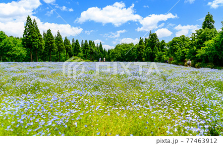 ネモフィラの花 最高に美しい晴天空・くじゅう連山を背景にネモフィラ風景 日本・九州・大分県竹田市 ネモフィラの花 最高に美しい晴天空・くじゅう連山を背景にネモフィラ風景 日本・九州・大分県竹田市 77463912