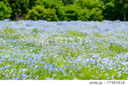 ネモフィラの花 最高に美しい晴天空・くじゅう連山を背景にネモフィラ風景 日本・九州・大分県竹田市 ネモフィラの花 最高に美しい晴天空・くじゅう連山を背景にネモフィラ風景 日本・九州・大分県竹田市 77463918