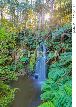 Hopetaun Falls in Great Otway National Park Hopetaun Falls in Great Otway National Park 77464013