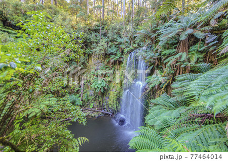 Hopetaun Falls in Great Otway National Park Hopetaun Falls in Great Otway National Park 77464014