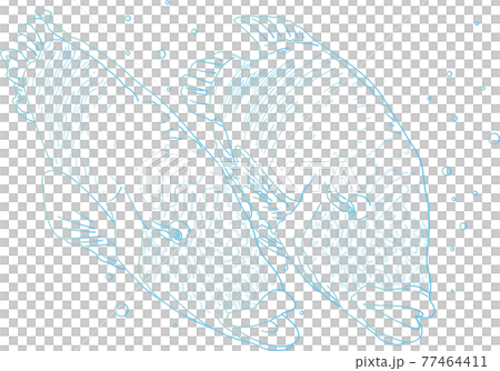 拿破崙魚情侶藍線描 77464411