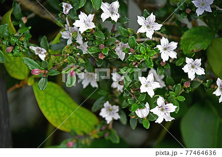 ハクチョウゲ 白丁花 の写真素材