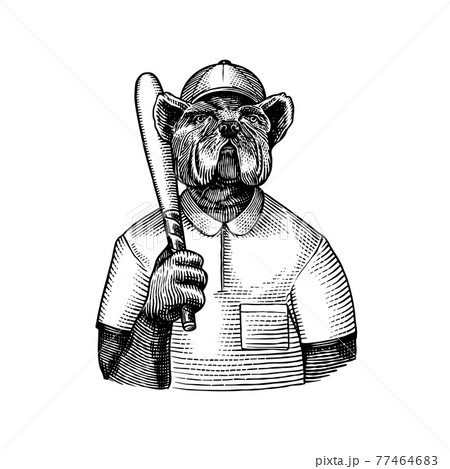 Dog character. Bulldog baseball player with a bat. Fashionable animal, vitorian gentleman in a 77464683