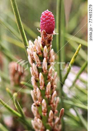 クロマツのめばな 77465279