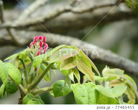 初夏の野山で一段と目立っているオニグルミの赤い花の写真素材