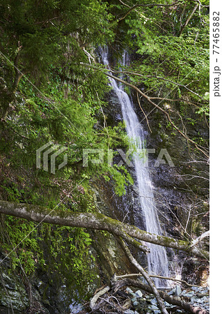 ヘイロク沢の滝　丹沢 77465882