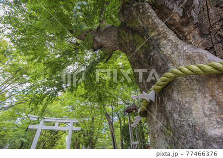 大國魂神社　けやき  ご神木　名木　新緑　若葉 77466376