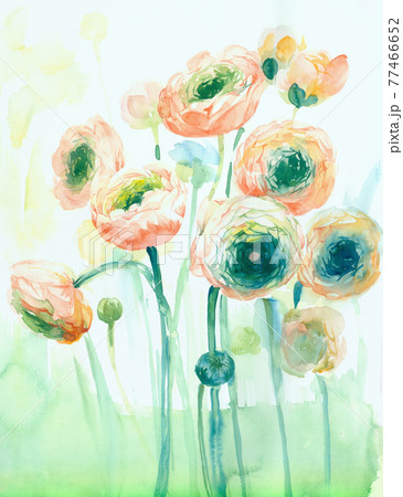 透明水彩 水彩画 花 77466652