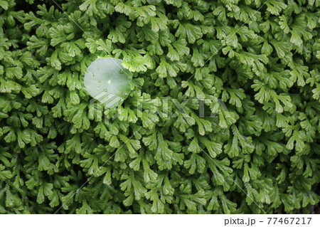 Tropical green surroundings in outdoor garden 77467217