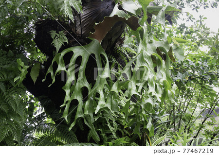 Tropical green surroundings in outdoor garden 77467219