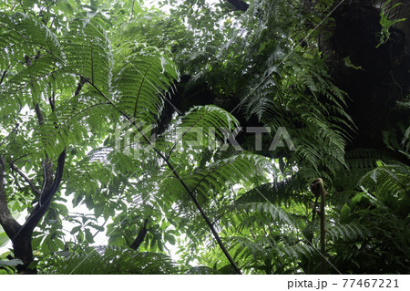 Tropical green surroundings in outdoor garden 77467221