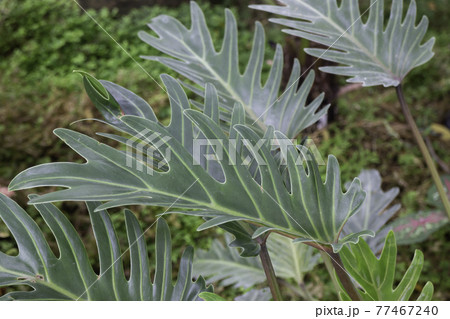 Tropical green surroundings in outdoor garden Tropical green surroundings in outdoor garden 77467240