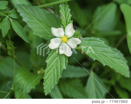 Queensland hemp flower with leaves. 77467860
