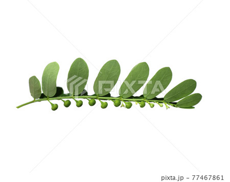 Close up Seed under leaf on white background. 77467861