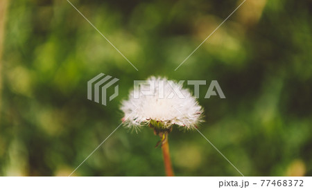 Close-up beautiful white dandelion Close-up beautiful white dandelion 77468372
