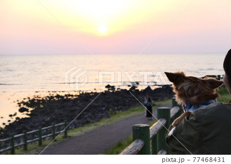 夕日と犬 77468431